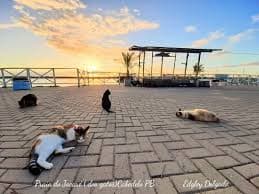 gatinhos no por do sol